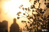 玉兰花开 春意盎然