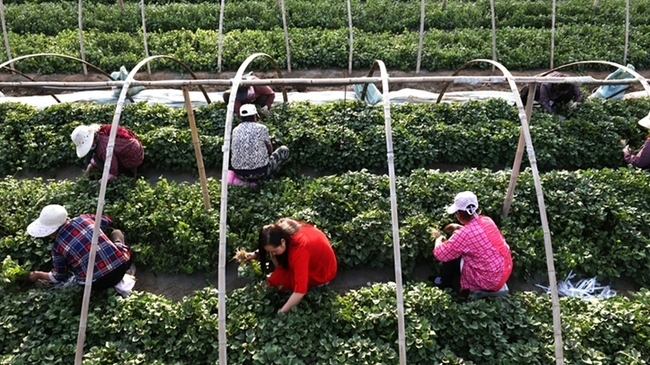 薊州區出頭嶺鎮紅薯育苗基地採秧忙